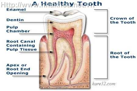 Cấu trúc của tuỷ răng