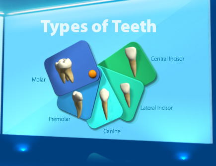 Cấu trúc răng cửa